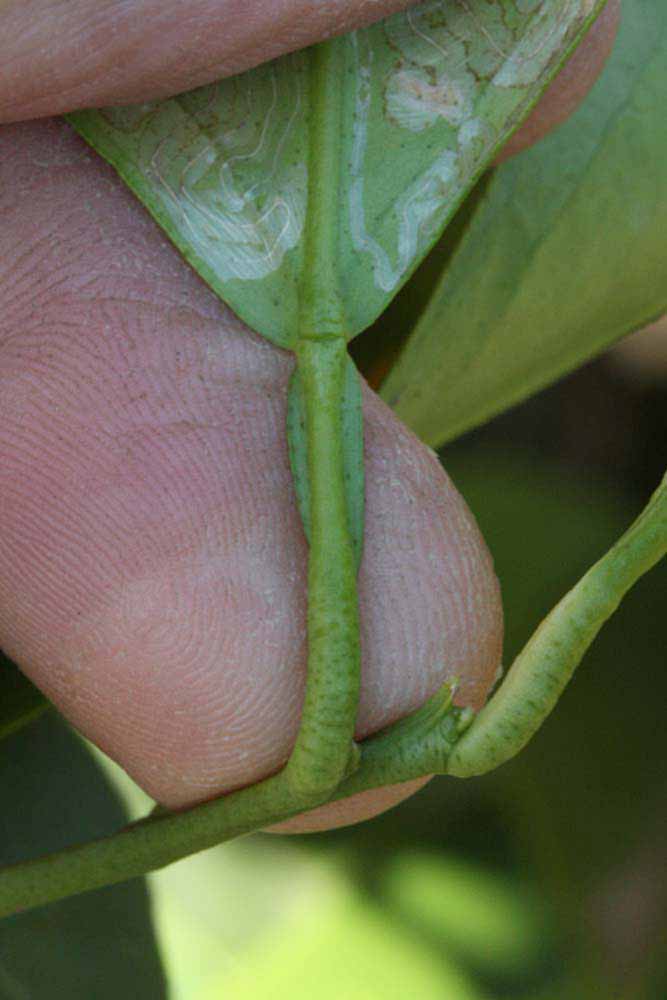              Petiole (Riverside, CA)       